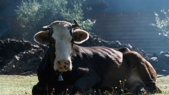 Cow Lies on the Lawn and Looks Into the Camera and Exhales Steam From Nostrils