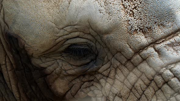 Elephant eye. A unique look into the eye the African elephant. 