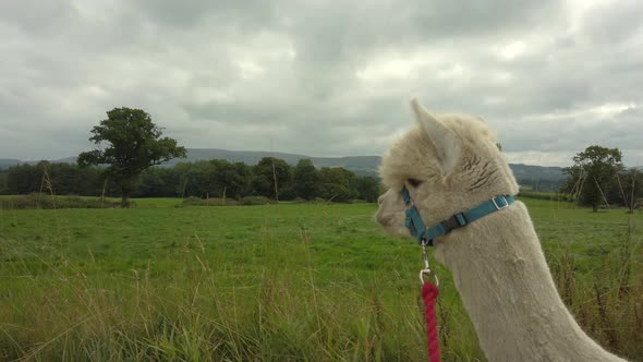 Close up of white alpaca walking the countryside