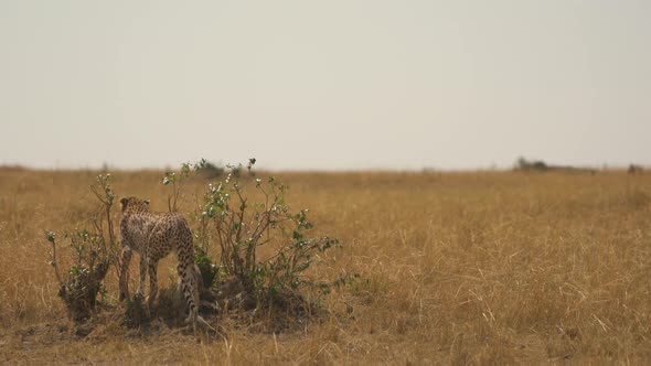 Cheetah with cubs on dry plains