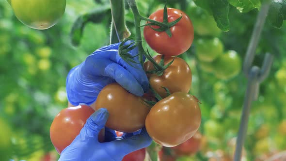 A Worker Collects Tomatoes From Branches