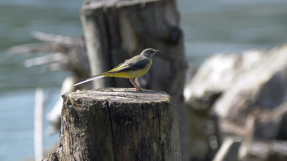 Zoom in shot if beautiful yellow bird resting on wooden stake with river in background during sunny