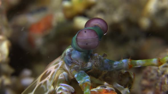 close up shot f the eyes of a Mantis Shrimp