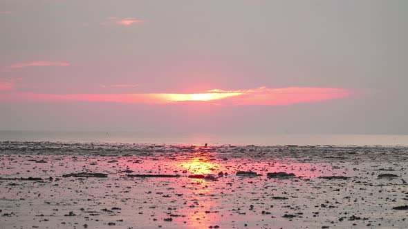 Silhouette Lesser Adjutant stork bird walking on low tide muddy swamp wetland beach in Malaysia