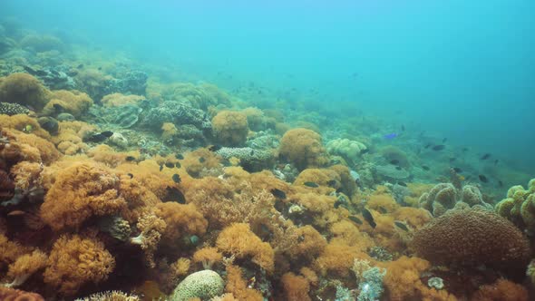 Coral Reef and Tropical Fish Underwater. Camiguin, Philippines