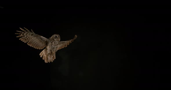 900182 Eurasian Tawny Owl, strix aluco, Adult in Flight, Normandy, Slow motion 4K