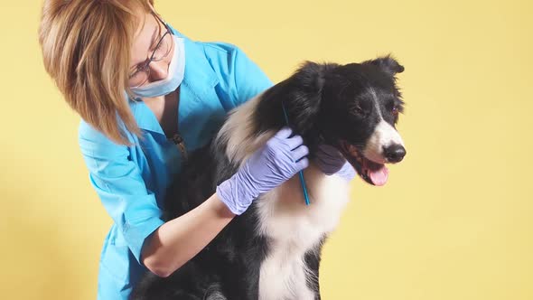 Blond Girl Preparing a Dog for Trimming