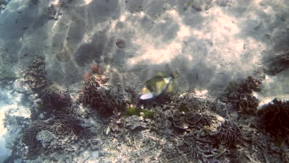 Underwater Filming of Large Flock of Colorful Tropical Sea Fish in Andaman Sea