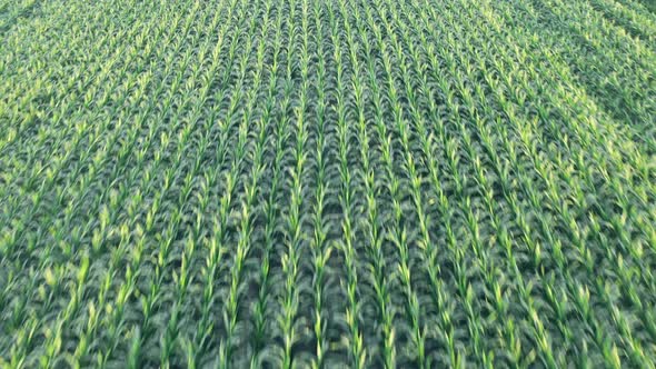 Cultivation Smooth Rows of Green Corn Shoots in Summer at Dawn