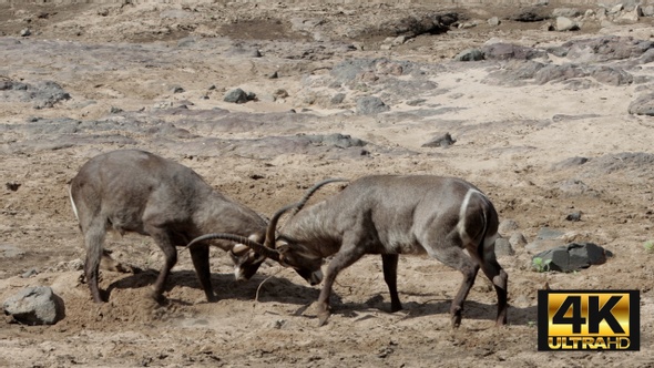 Waterbuck Battle For Dominance.Jpg