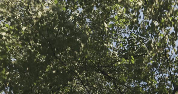 Slow motion shot,ing under green trees, on a cold, autumn day, on Suomenlinna island, in Helsinki, F