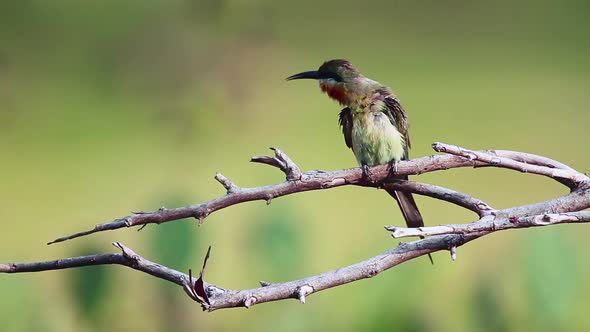 Blue-tailed bee-eater in Bundala national park, Sri Lanka