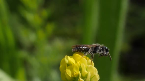Macro shot of a bee sitting on a yellow flower and cleaning itself in slow motion.