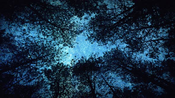 Bright shiny stars in a dark forest night.