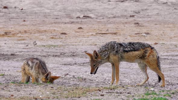 A Couple Of Black-Backed Jackal Digging And Inspecting The Hole In The Ground In Kalahari Desert, Af