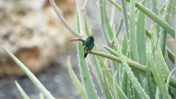 The blue-chinned sapphire hummingbird sits on the aloe vera - an ultra slow-motion shot