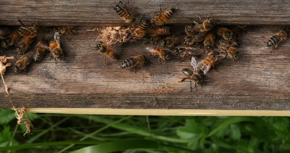 European Honey Bee, apis mellifera, cocoon of false ringworm released from the hive by the cleaners