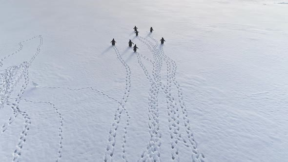 Running Penguins, Footprints on Antarctica Snow