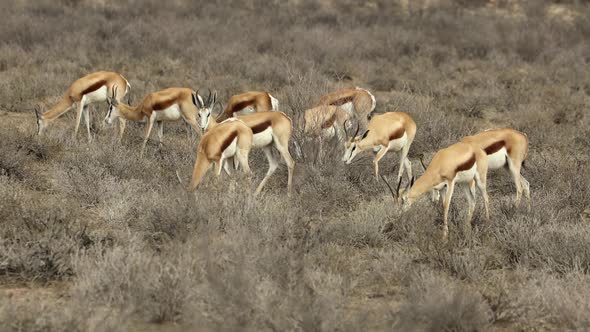 Springbok Antelope Herd - Kalahari Desert