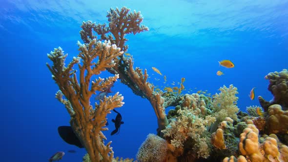 Fish and Sea Coral