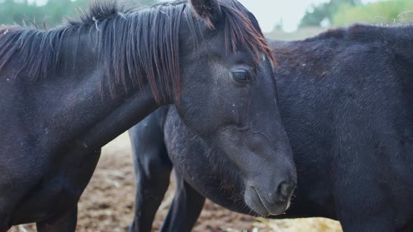 Black Horses on the Farm Stand Outside