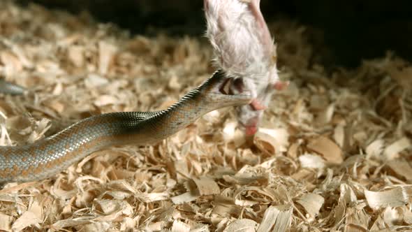 Snake in ultra slow motion 