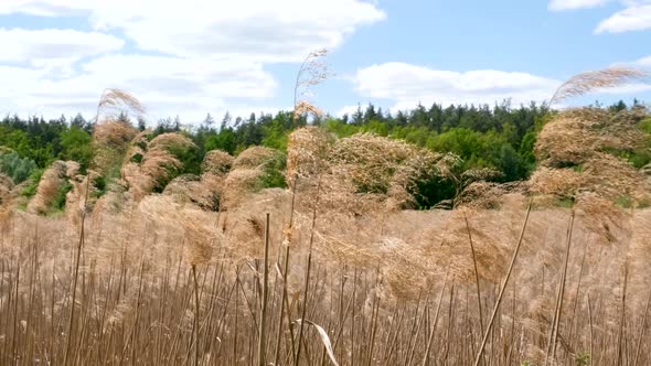 Slow Reeds