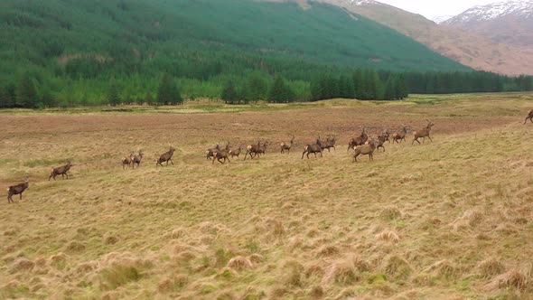 A Herd of Red Deer in Scotland