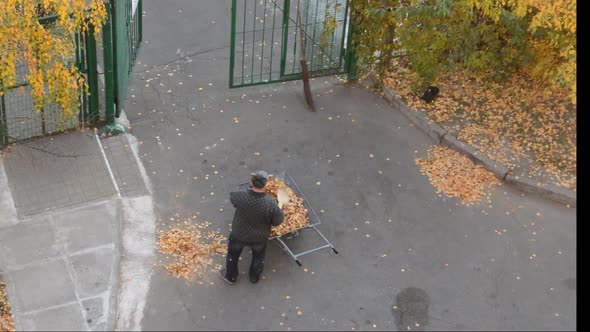 An elderly janitor sweeping autumn yellow foliage in the courtyard of the house