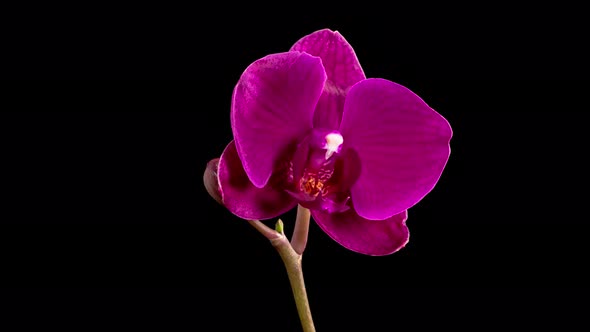 Blooming Purple Orchid Phalaenopsis Flower