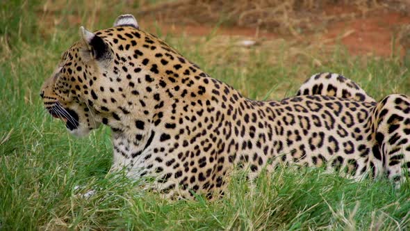 Leopard Feeding In Africa