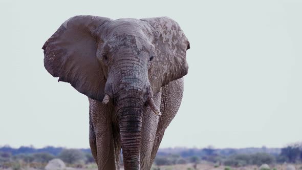 A Bull Elephant With Broken Tusks Walking At The Savanna In Nxai Pan, Botswana - close up