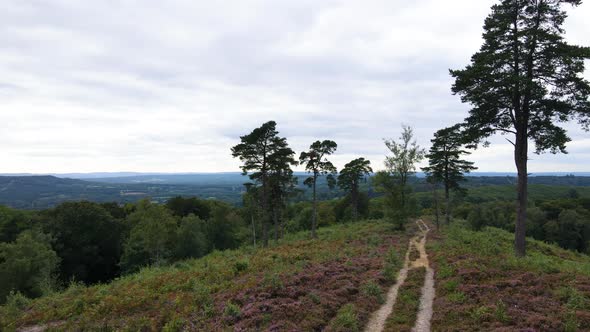 Empty forest flythrough in UK. Aerial drone view