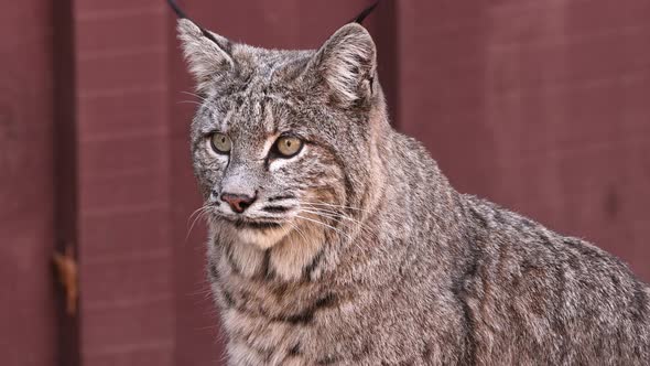 Bobcat in Yosemite Valley