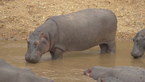 Hippopotamuses standing near the shore