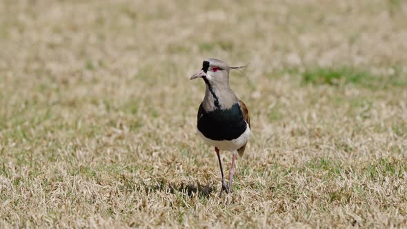 Curious Southern Lapwing walking on dry grass outdoors. Close up