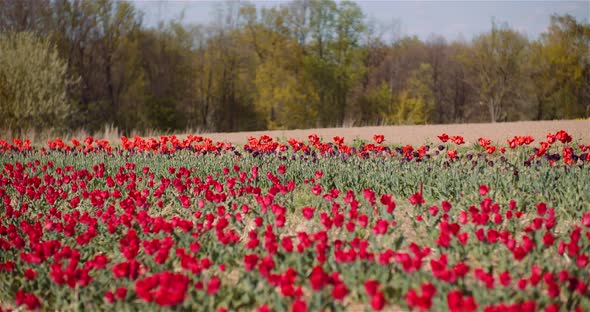 Blooming Red Tulips on Flowers Plantation Farm