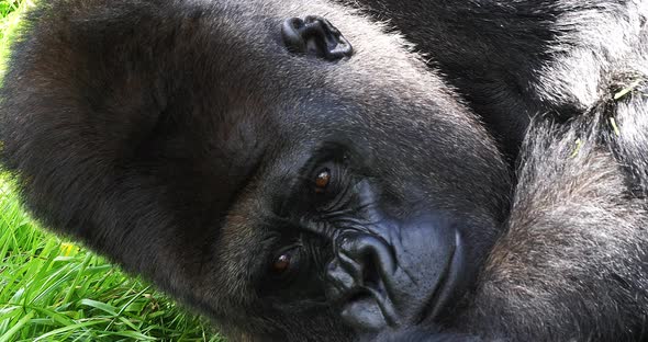 Eastern Lowland Gorilla, gorilla gorilla graueri, Silverback Male Laying down on Grass