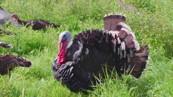 Turkeys and geese graze on the lawn