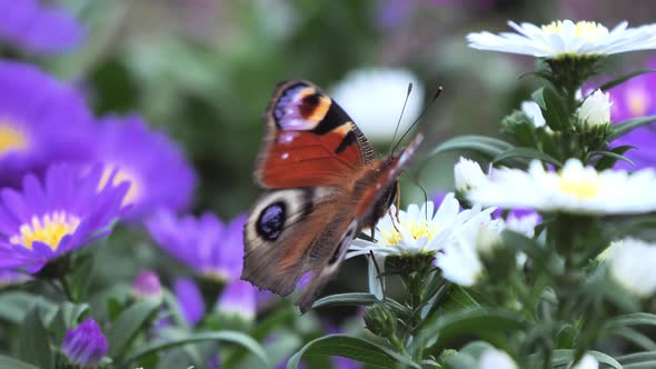 Peacock butterfly feeding with flower nectar