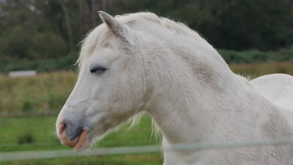 Beautiful White Horse At The Farm Ranch - Medium Shot