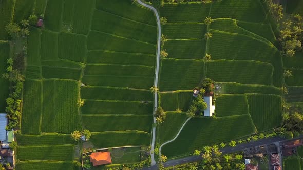 beautiful aerial footage of the rice fields in the village of Bali