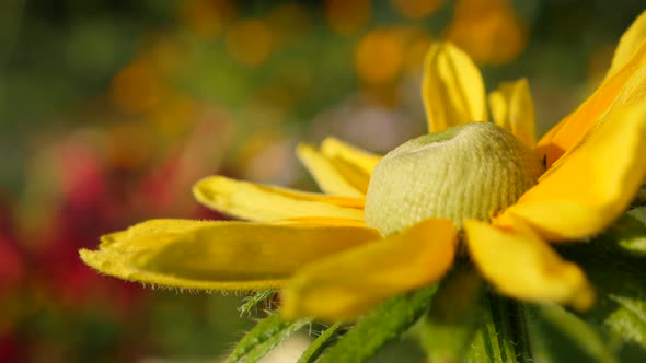 Rudbeckia hirta Irish Spring flower shallow DOF  natural background  4K 3840X2160 30fps  UltraHD foo