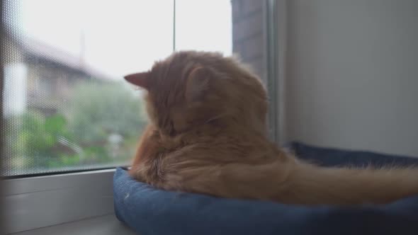 Cute Ginger Cat is Liking Itself on Window Sill