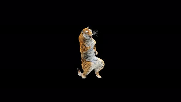 Tiger Dancing 4K