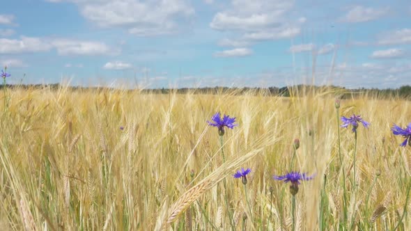 Panorama of the Field with Ripe Golden Wheat and Blue Cornflowers