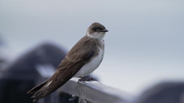 Common urban brown chested martin, progne tapera perched on metal handrail bar and wonder around its