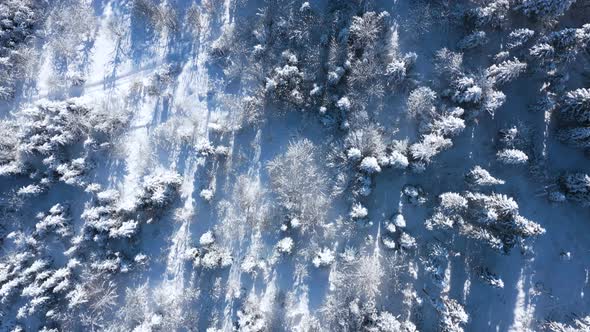 Top View of a Fabulous Winter Landscape with Trees in Clear Sunny Day