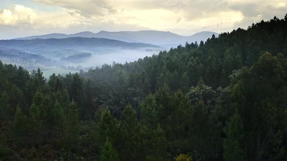 Top View From Above Drone Flying Footage Natural Trees Mountains Forest in Portugal Green Pine