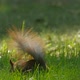 Close up of a squirrel in the grass - VideoHive Item for Sale